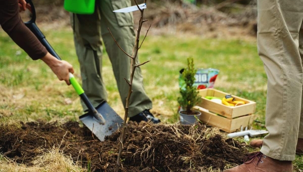 When Is the Best Time to Plant Trees in Auburn, AL?